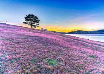 Đến đồi cỏ hồng bạn có thể đi xe máy hoặc đi tour 