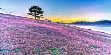 Đến đồi cỏ hồng bạn có thể đi xe máy hoặc đi tour 